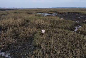 Escaped dog Millie, which members of Denmead Drone Search and Rescue attempted to lure to safer ground with a sausage attached to a drone, is seen in marshlands in Hampshire, Britain, Jan. 15, 2022. 