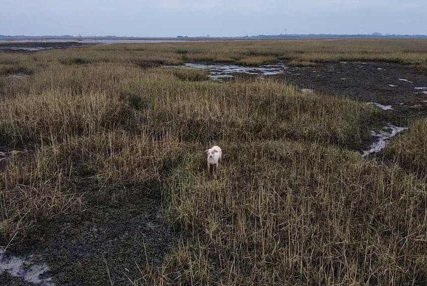 Escaped dog Millie, which members of Denmead Drone Search and Rescue attempted to lure to safer ground with a sausage attached to a drone, is seen in marshlands in Hampshire, Britain, Jan. 15, 2022. 