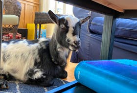 After Poppet the goat's blood transfusion, which brought her red blood cell count above anemia levels, Beach Goats owner Devon Saila said Poppet was still weak. Still, she's relieve that Poppet pulled through, and that the P.E.I. goat community was there to support her in a time of need.