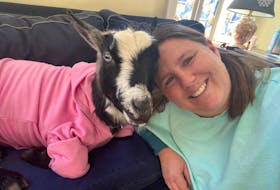 After a blood transfusion saved the life of Poppet the goat, Poppet's owner, Devon Saila, started a fundraising campaign to help cover the costs of Poppet's treatment. The costs were covered within days, and Saila said she is blown away by the support.