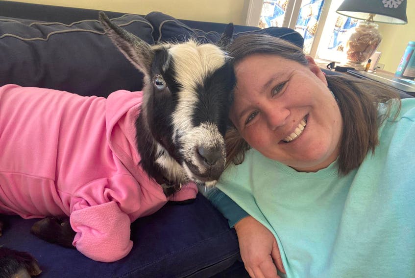 After a blood transfusion saved the life of Poppet the goat, Poppet's owner, Devon Saila, started a fundraising campaign to help cover the costs of Poppet's treatment. The costs were covered within days, and Saila said she is blown away by the support.