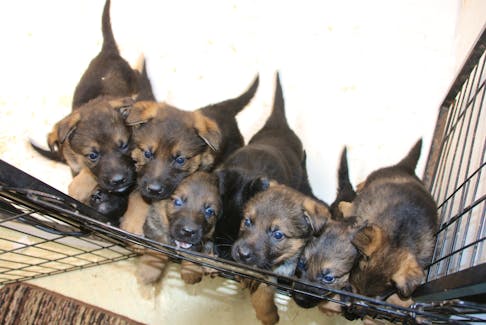 These German shepherd puppies are excited to see people. LYNN CURWIN 