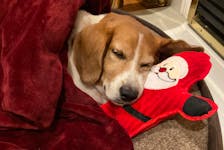 Dobby is a rescue beagle who Walsh adopted from Beagle Paws almost three years ago. He's pictured warming up after he collapsed in the snow Monday night. -CONTRIBUTED