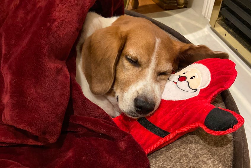 Dobby is a rescue beagle who Walsh adopted from Beagle Paws almost three years ago. He's pictured warming up after he collapsed in the snow Monday night. -CONTRIBUTED