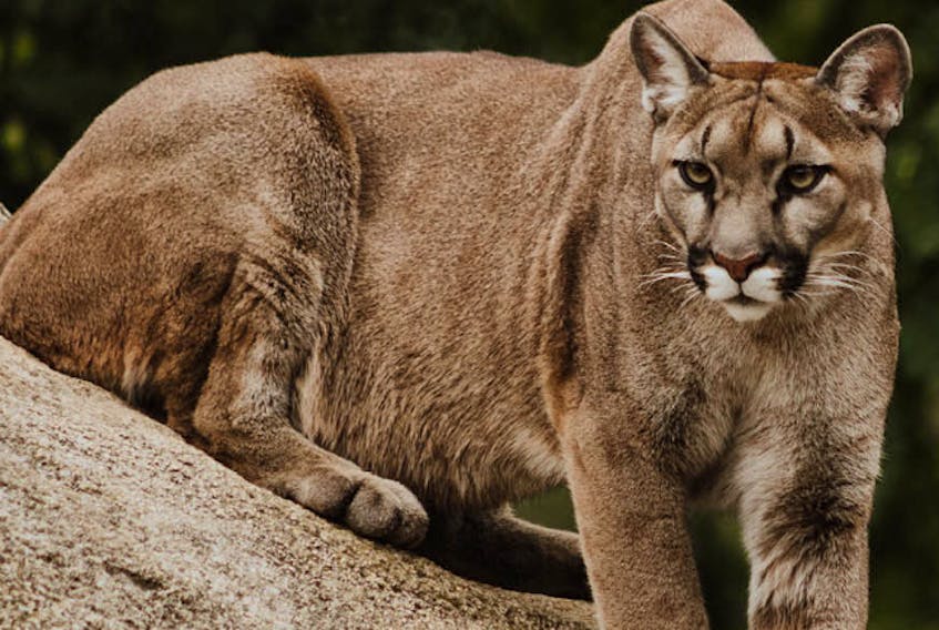 There is no verifiable evidence that cougars exist on the island of Newfoundland, but there have been many reports of sightings. 