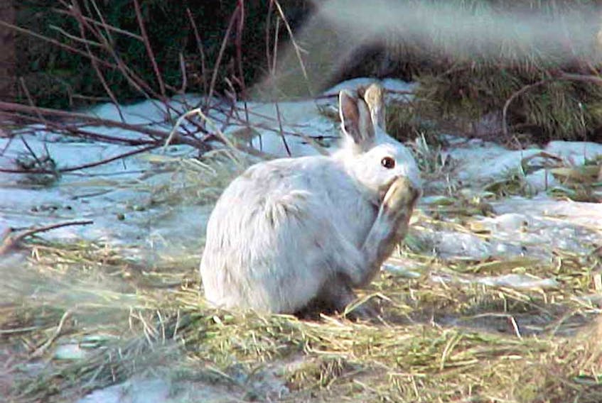 The snowshoe hare leaves a very distinct track as it makes its way across snow.