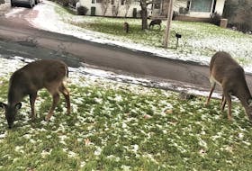 Deer graze on a couple of Hillcrest Street lawns last month.