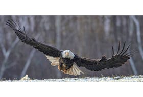 An eagle flies near the ground in Sheffield Mills in January.