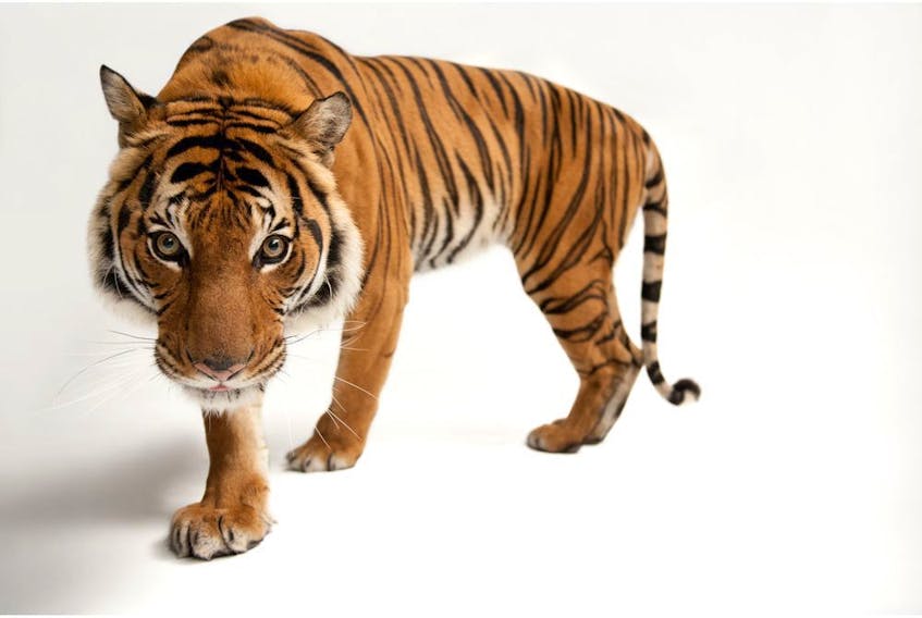 An endangered Malayan tiger, Panthera tigris jacksoni, at Omaha Henry Doorly Zoo is part of a touring exhibit called the National Geographic Photo Ark at a B.C. winery. © Photo by Joel Sartore/National Geographic Photo Ark. More info at natgeophotoark.org.