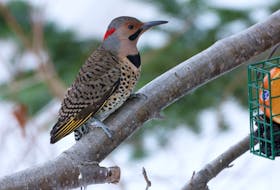 The northern flicker dressed in gaudy patterns and colours at the backyard bird feeder brightens up any winter day.