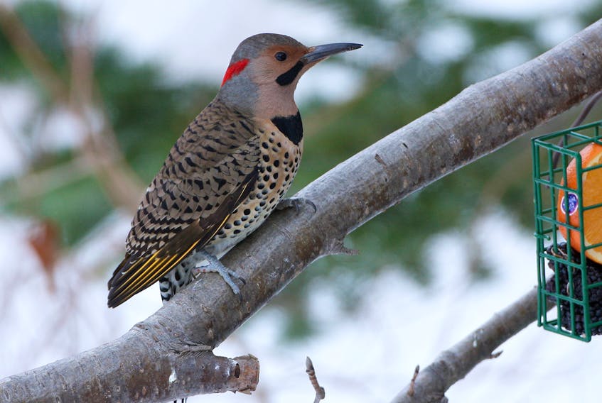 The northern flicker dressed in gaudy patterns and colours at the backyard bird feeder brightens up any winter day.
