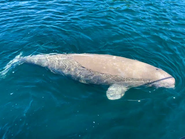 In memory of Bluey: Efforts to clean up Newfoundland harbour continue after  beluga drowns in fishing gear