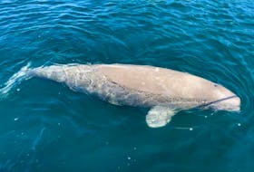 A beluga named Bluey made his home in Hickman's Harbour in Newfoundland. The friendly whale, who was popular with locals and tourists, drowned in December after becoming entangled in old fishing gear.