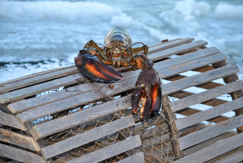 Lucy the Lobster uses a wooden lobster trap to make her Groundhog Day prediction. KATHY JOHNSON