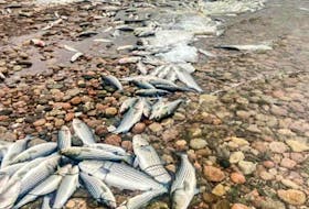 Commercial fisher Ray Briand of Dingwall found over a thousand dead striped bass washed up on Dingwall beach at mid-day Monday, with more washing ashore throughout the day. CONTRIBUTED/RAY BRIAND
