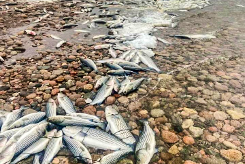Commercial fisher Ray Briand of Dingwall found over a thousand dead striped bass washed up on Dingwall beach at mid-day Monday, with more washing ashore throughout the day. CONTRIBUTED/RAY BRIAND