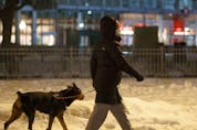  A woman walks her dog moments before a COVID-19 8:00 p.m. curfew in Montreal in, January 2021.