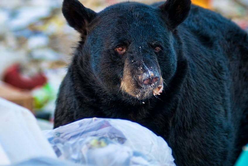 A black bear digging through trash is pictured in this file photo.