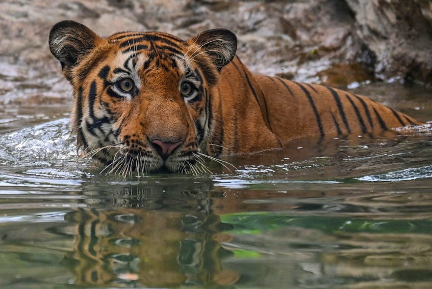 A bengal tiger.