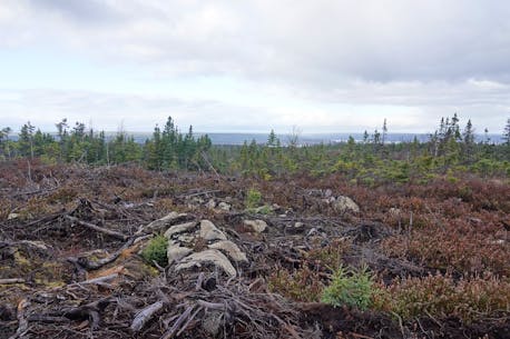 Port Blandford residents still fighting province's forestry plan