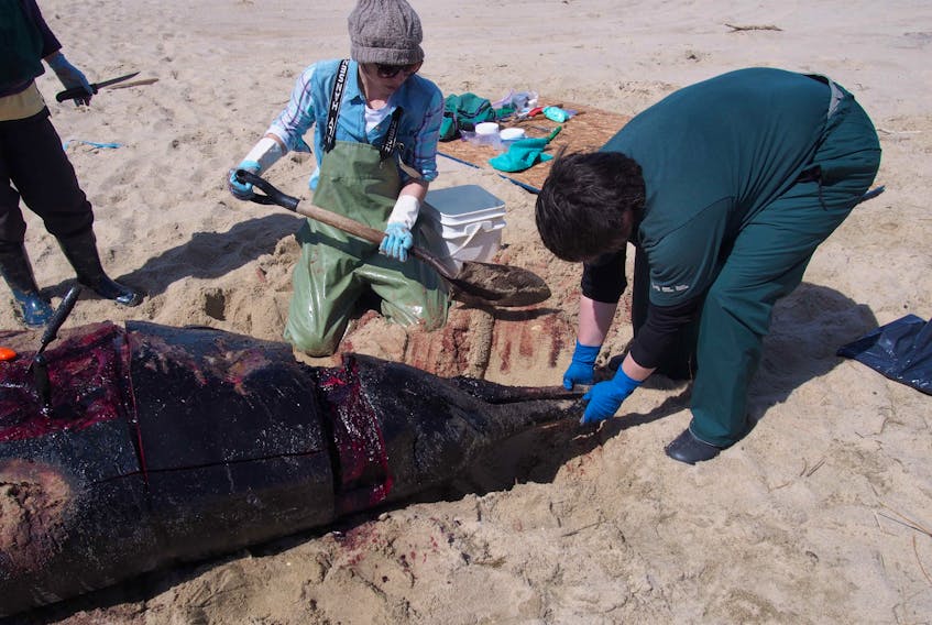 Laura Bourque, centre, a wildlife pathologist with the Atlantic Veterinary College in Charlottetown, performs a necropsy on a Sowerby beaked whale on Sable Island with a Parks Canada official in this 2017 photo provided to the SaltWire Network.