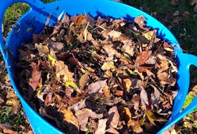 Instead of bagging up your leaves and putting them on the curb, use the leaves in your garden to build soil and mulch garden beds.
