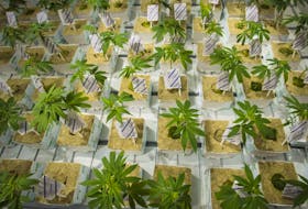 Cannabis cuttings are photographed at the CannTrust Niagara Greenhouse Facility during the grand opening event in Fenwick, Ont., on Tuesday, June 26, 2018.