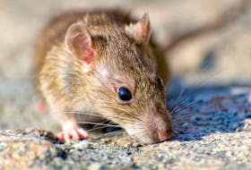 A brown rat is seen in this stock image. Local pest control experts says the Cape Breton Regional Municipality rat population has exploded in recent years. Contributed/Freepik.com