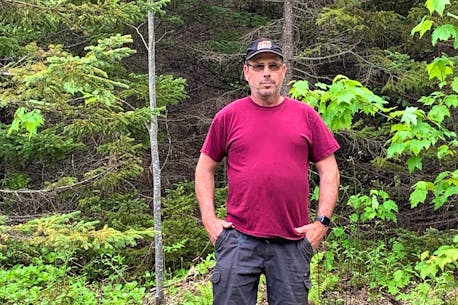Walk in the Woods: What happened to that large clearcut?