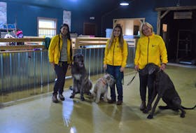 The crew at Island Dog Lodge in East Bay who are helping dogs in the aftermath of post tropical storm Fiona and their owners who are dealing with property damage and power outages. From left, Chloe MacKinnon with Mulligan, Faith Nicholson with Breton and Tracie Breskie with Island. NINCOLE SULLIVAN / CAPE BRETON POST