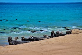 The Sable Islands off Nova Scotia are home to the world's largest colony of grey seals. File Photo