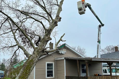 Cape Breton companies remove tree from roof of New Waterford woman's home