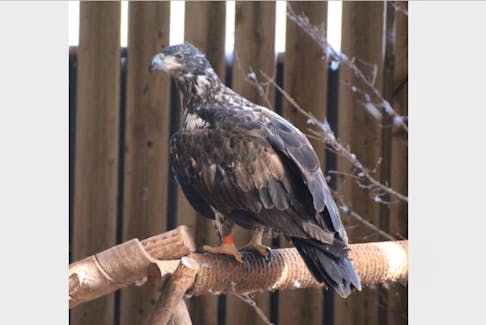 There are currently 11 eagles receiving care at the Cobequid Wildlife Rehabilitation Centre in Hilden. Those in the flyway can be watched online through live camera feeds. While the centre was impacted by the recent hurricane regarding food and medication, all animals and enclosures were safe. LYNN CURWIN