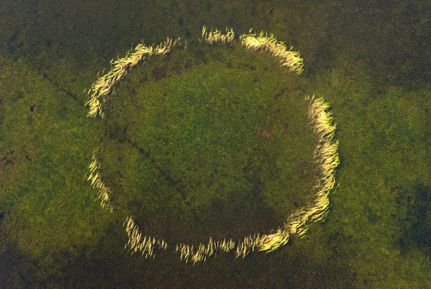 This drone shot shows a circle of vegetation in a pond near Centreville-Wareham-Trinity. (Photo: Michael Flaherty)
