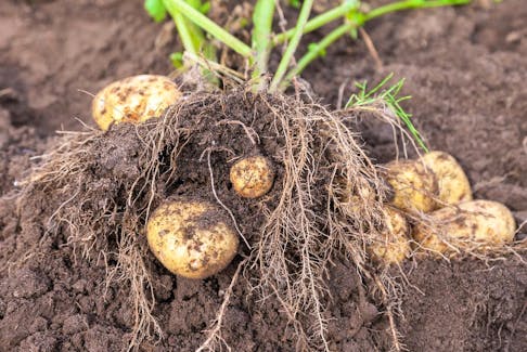 There isn't one answer as to the ideal time to harvest potatoes.