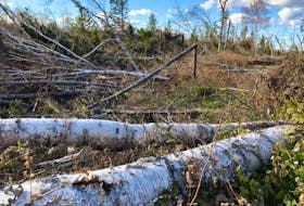 Hundreds of trees remain down at woodlots across the province, as seen here at a lot from a member of the PEIWOA. Contributed