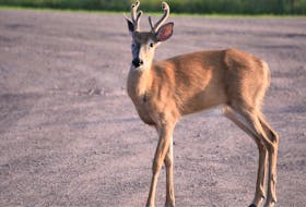 A deer was struck by a vehicle and killed in Borden Oct. 25 after it swam across the Northumberland Strait from New Brunswick to P.E.I.