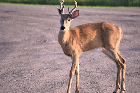 UPDATED: Deer that swam from N.B to P.E.I. struck and killed by vehicle in Borden-Carleton