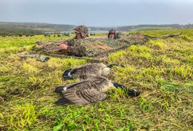 A lot of work goes into a successful goose hunt. The size of geese can trick your range-estimating skill. Contributed photo