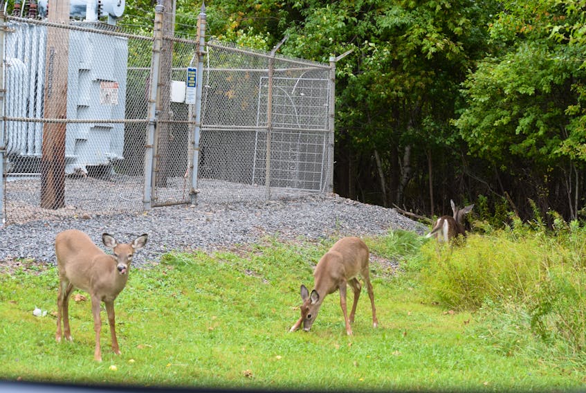 There's no shortage of urban deer and DNR&Restimates there are around 60,000 in the wilds of Nova Scotia.
