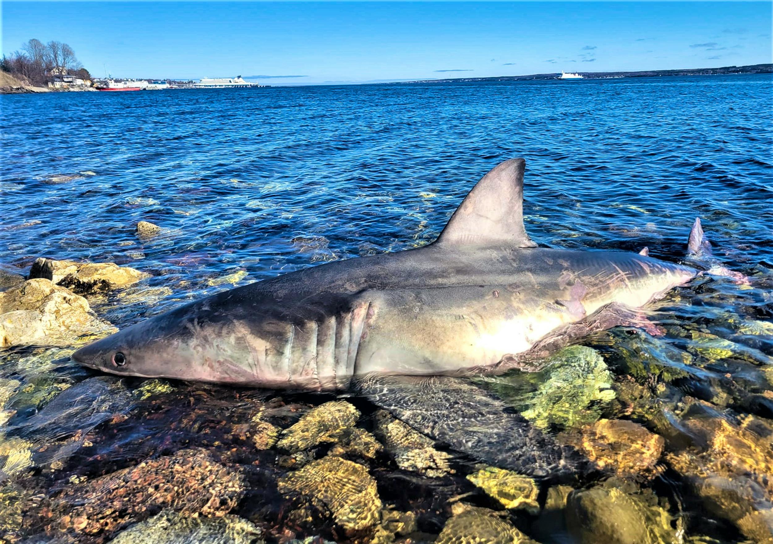 Great white shark found on Cape Breton shore examined by marine
