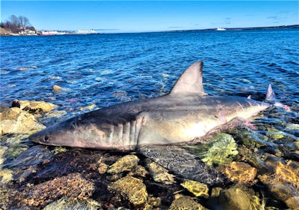 Tracker shows great white sharks gathering on US East Coast