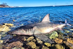 The great white shark that washed up on the shore in North Sydney was spotted by a resident who lives there. DFO was able to transport the dead animal on Wednesday and brought it to Ocearch researchers. CONTRIBUTED/LAURA BROPHY