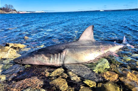 Great white shark found on Cape Breton shore examined by marine biologists