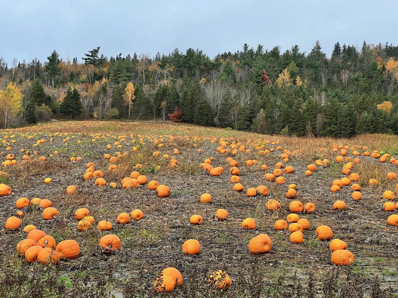 granville pumpkin patch