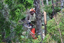 A Canadian Armed Forces member help clears a felled tree in Catalone on Wednesday. IAN NATHANSON/CAPE BRETON POST