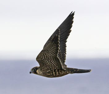 BRUCE MACTAVISH: Like most of the island's other migratory birds, hawks use southwestern Newfoundland as their launch pad
