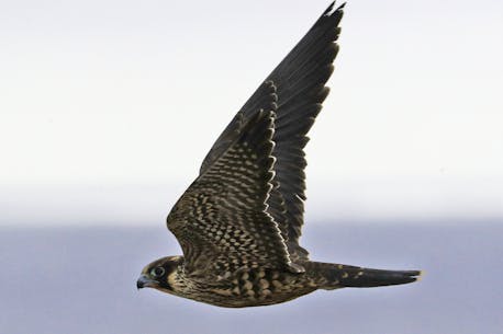 BRUCE MACTAVISH: Like most of the island’s other migratory birds, hawks use southwestern Newfoundland as their launch pad