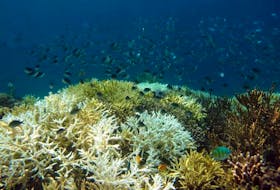 The biodiversity-rich Komodo Island in Indonesia is a climate risk hotspot. (Daniel G. Boyce)