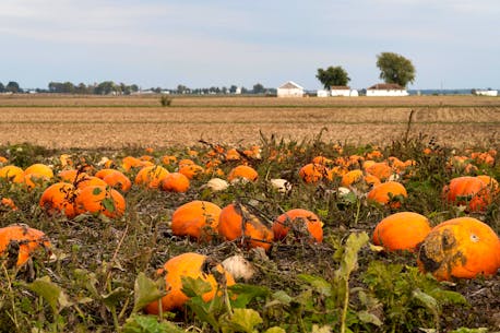 Oh my gourd! Pumpkin spice trend is a $500 million industry in U.S.